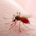 mosquito control clarksville tn