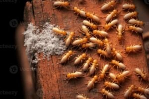exterminator tn clarksville