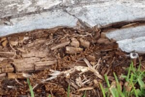 Clarksville Pest Control Pros