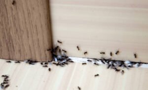 Clarksville Pest Control Pros