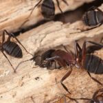 ant control services in clarksville tn