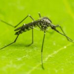 mosquito control clarksville
