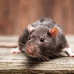 clarksville rodent control