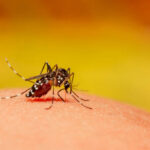 mosquito control clarksville tn