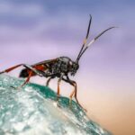 wasp control clarksville