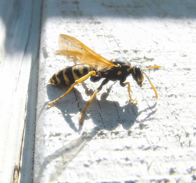 wasp control clarksville
